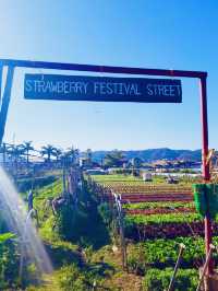 La Trinidad Strawberry Farm