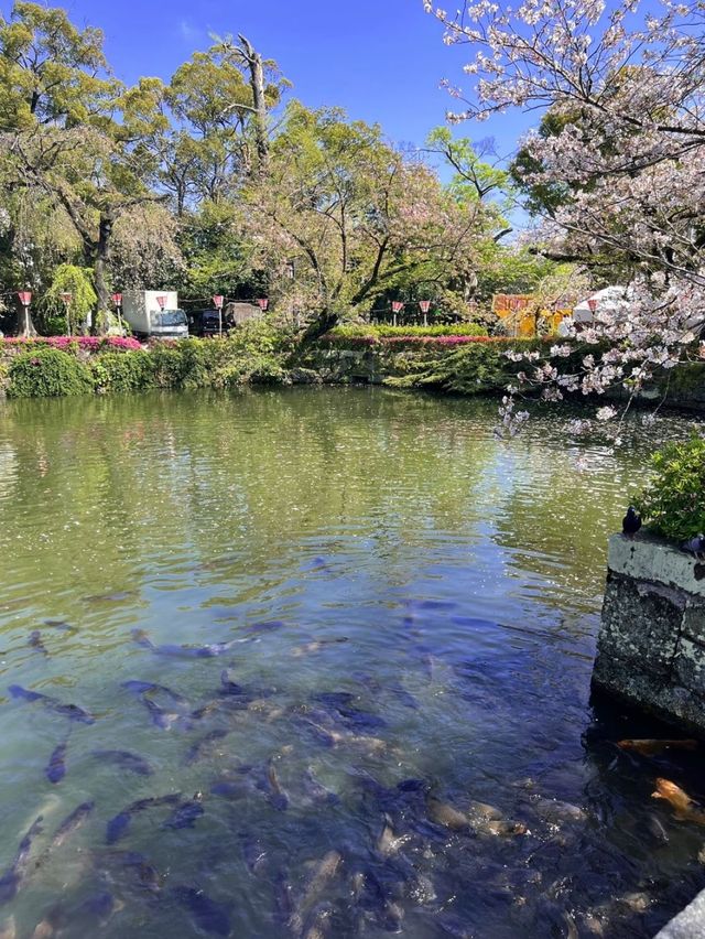 【静岡】伊豆随一のパワースポット　三嶋大社