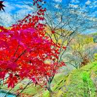 四季桜公園