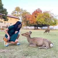 Warming up with deers in Nara 