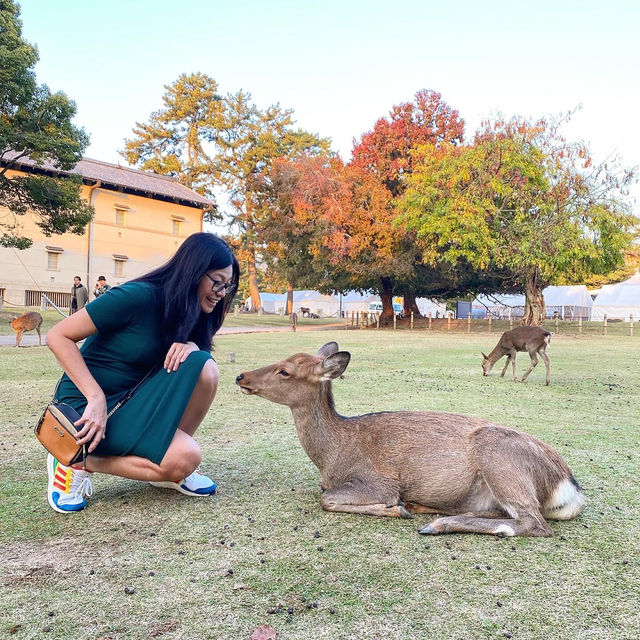 Warming up with deers in Nara 