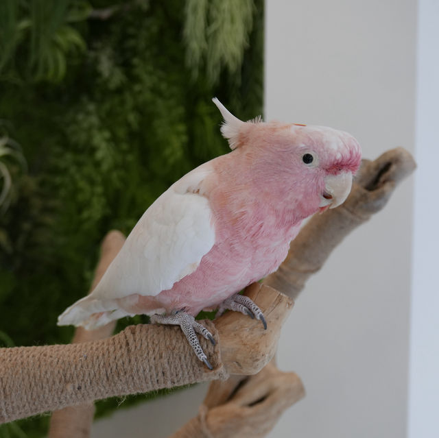 앵무새 만나볼 수 있는 카페, 어반오프🦜
