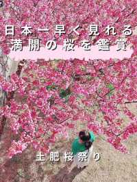 【日本一早咲きの桜】土肥桜祭り