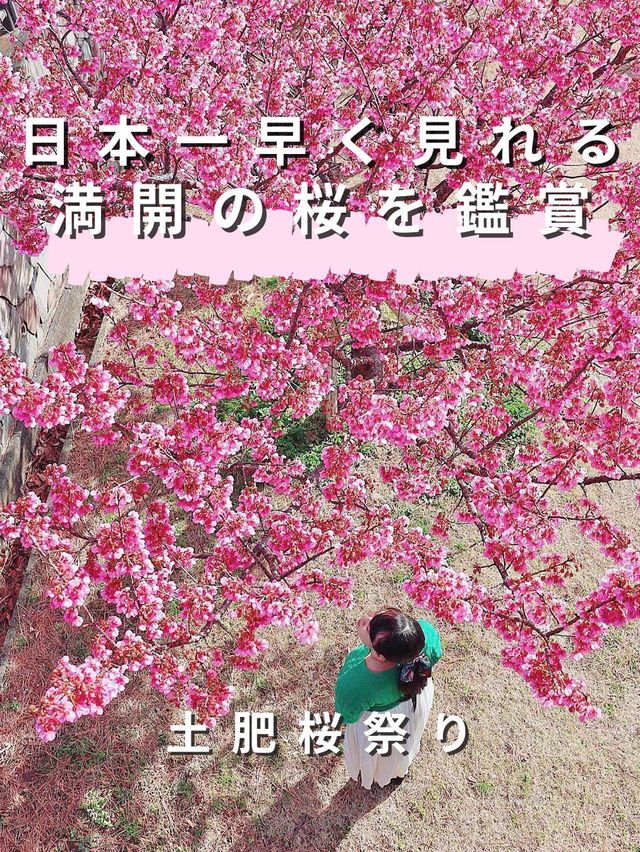 【日本一早咲きの桜】土肥桜祭り