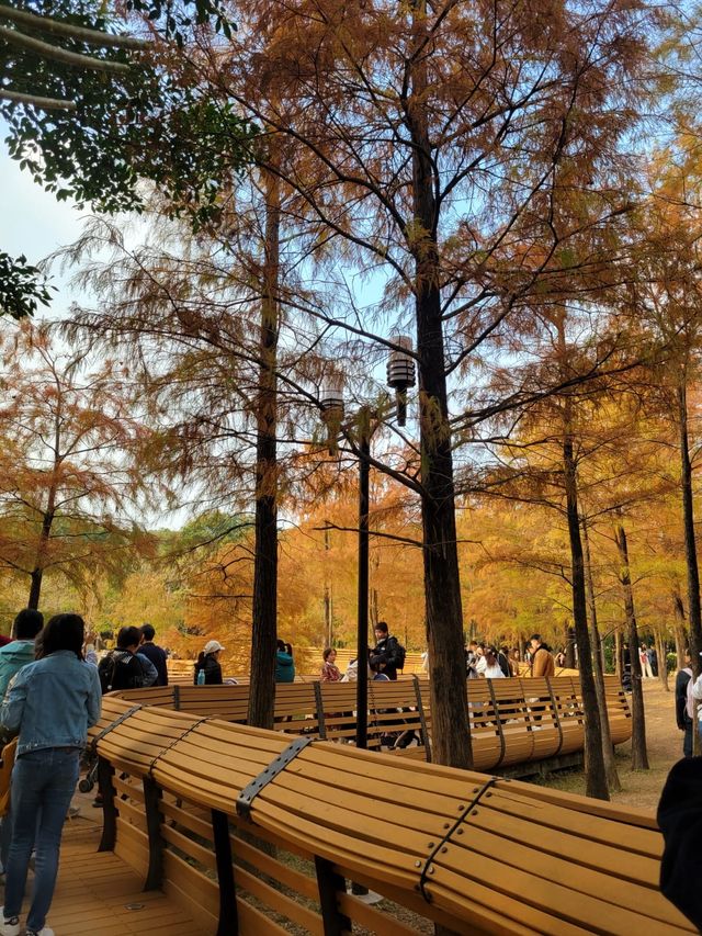 福田蓮花山公園，落羽松打卡景點