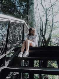 ไล-บรา-รี่ ในป่า 🌳🌱🌲