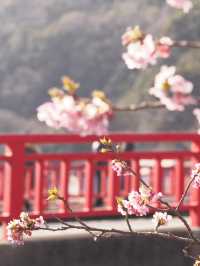 静岡　河津町の河津桜　『MAP付き　』