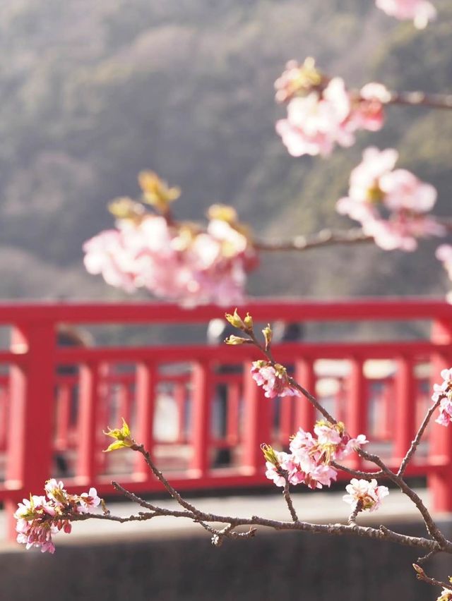 静岡　河津町の河津桜　『MAP付き　』