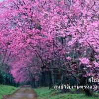 "ถนนสีชมพู" ณ ขุนวาง-ดอยอินทนนท์