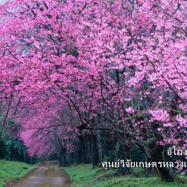 "ถนนสีชมพู" ณ ขุนวาง-ดอยอินทนนท์