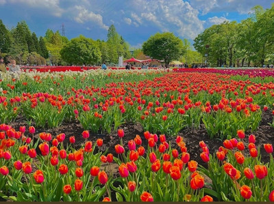 Tonami Tulip Festival 2023 | Trip.com Tonami