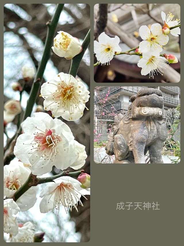 【成子天神社/東京都】現代の環境の中で共存している神社