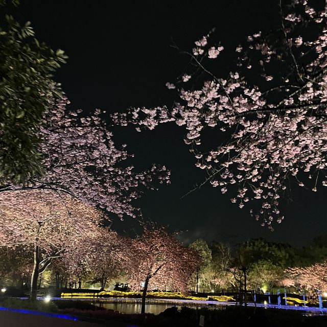 しだれ梅と河津桜の両方を楽しめる🌸