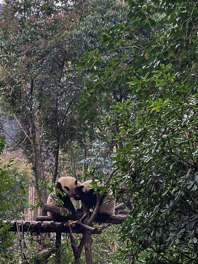 🐼 เยือนถิ่นแพนด้ายักษ์ 🐼 ‘เฉิงตู’ 🇨🇳