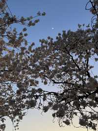 청주 벚꽃명소🌸 무심천🏞️