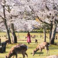 Cheery blossoms in Nara🌸 奈良の桜