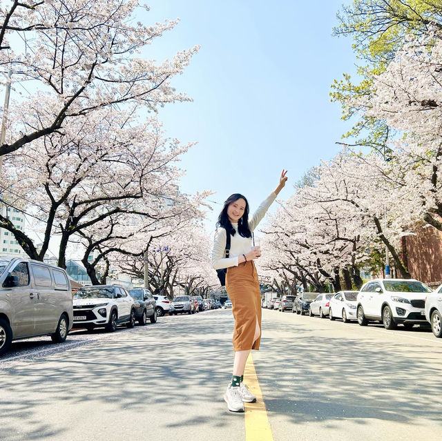 🇰🇷釜山｜賞櫻🌸鎮海賞櫻一日遊