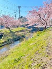 【新河岸川・宮下橋/埼玉県】川に流れ込むかのような美しい河津桜