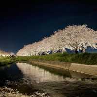 夜の川に映り込む桜のリフレクションが素敵