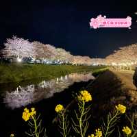 夜の川に映り込む桜のリフレクションが素敵