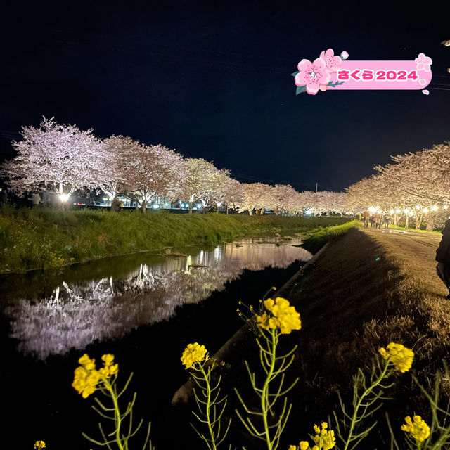 夜の川に映り込む桜のリフレクションが素敵