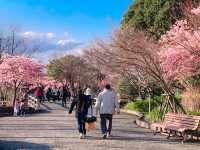 เที่ยวซากุระที่ Nabana no sato💗🌸🌸