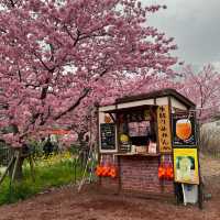 Kawazu Sakura festival in Japan