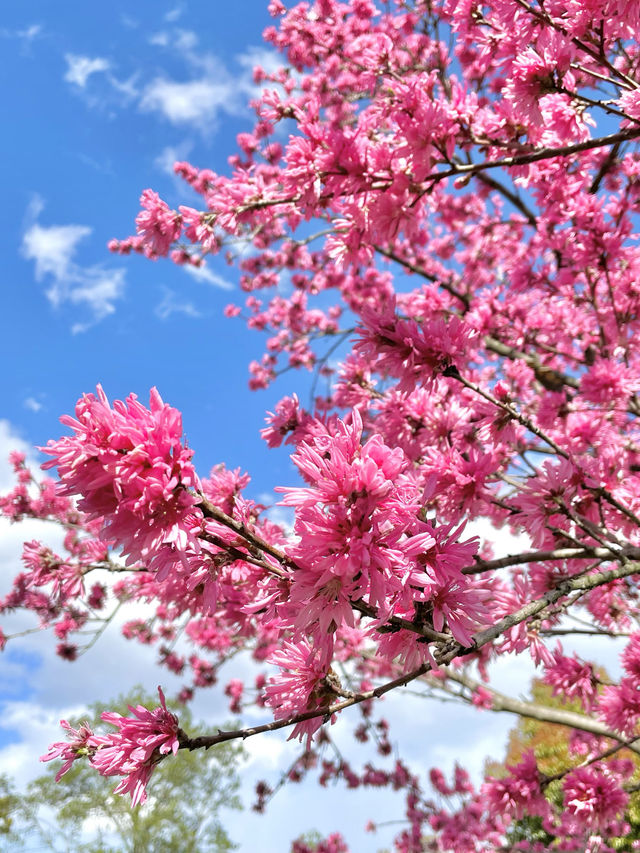 【大阪】春満開！！旬のお花が楽しめる公園