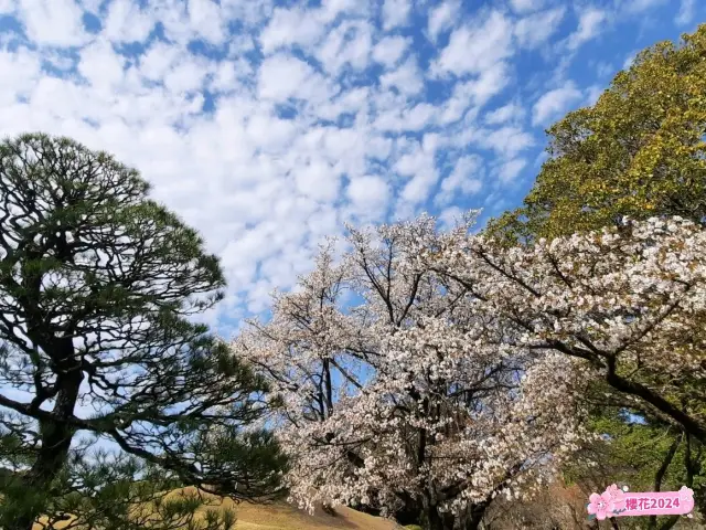 水前寺成趣園櫻花美景