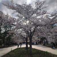 福島開成山公園：福島境內四座寶可夢公園之一，吉利蛋公園