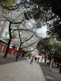 新宿花園神社～櫻花盛宴