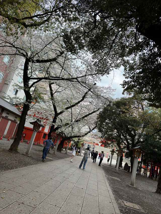 新宿花園神社～櫻花盛宴