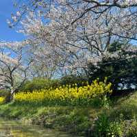【滋賀】手漕ぎの舟から愉しむ優雅なお花見