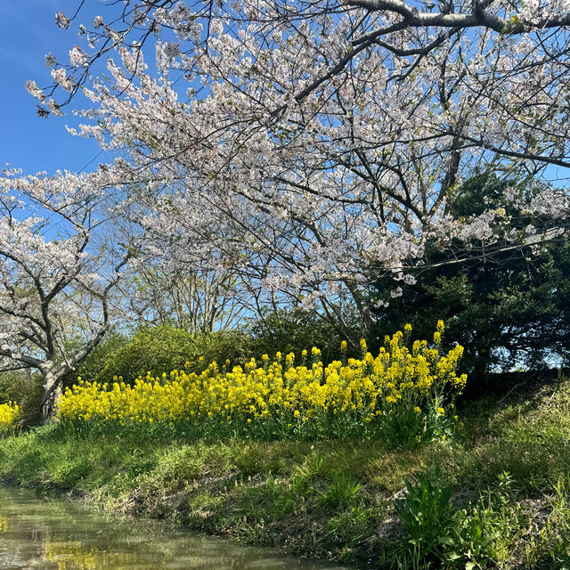 【滋賀】手漕ぎの舟から愉しむ優雅なお花見