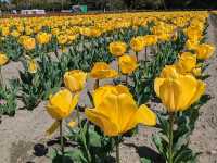 Tulip Fair at Tonami Tulip Park