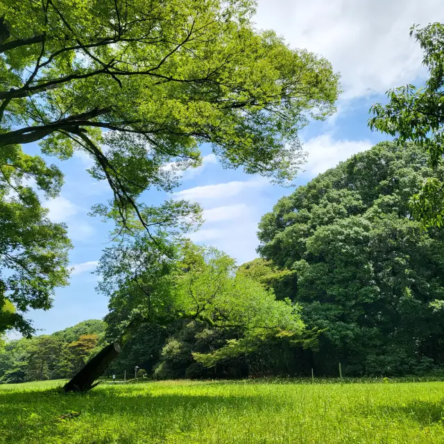 도쿄 관광 메이지신궁과 기요마사 우물