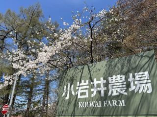 【日韓春天好去處】小岩井農埸樱花：特色手工藝乳牛，適合小朋友的活動，35分鐘直達盛岡火車站