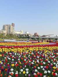 막 찍어도 인생샷 가능한 청주 무심천 튤립축제🌷