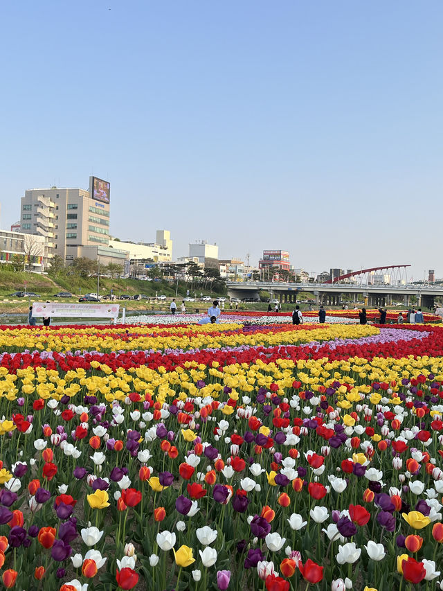 막 찍어도 인생샷 가능한 청주 무심천 튤립축제🌷