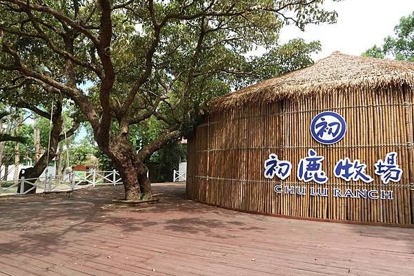 台東親子旅遊大推初鹿牧場chill一天
