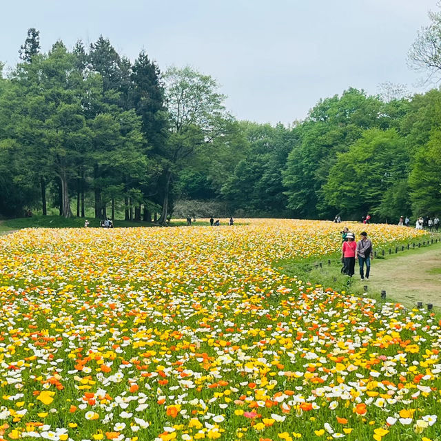 「大阪鶴見綠地公園：城市仙境，戶外康體樂」