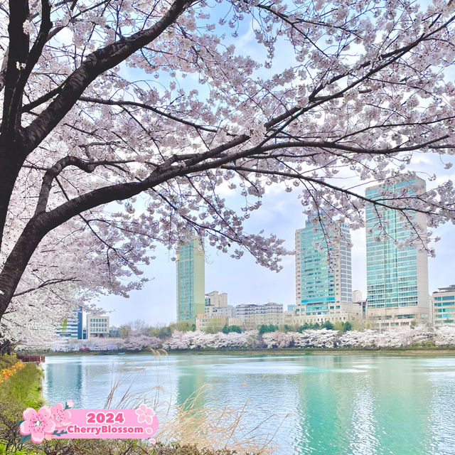 Breathtaking Blossoms at Seokchon Lake