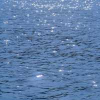【高雄】澄清湖～荷花夢幻景緻～園林藝術之美