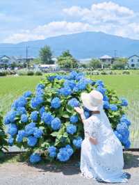【神奈川】9日間の限定開催‼️あじさい池から田園風景まで楽しめる映えスポット※攻略ポイント付