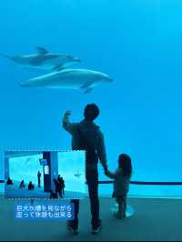 雨の日も暑い日もOK 水族館でひんやり過ごそう