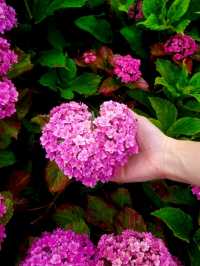 【京都/人気スポット】２万株の紫陽花！ハートの紫陽花❤️を探せ！京都、1.2を荒らそう激混みスポット