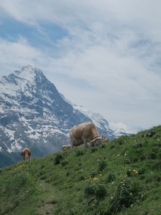 【瑞士🇨🇭】Interlaken山雪景好，Chill自由！推薦過去！