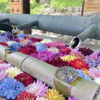 【奈良県・明日香村】紫陽花が綺麗！厄除けでも有名な岡寺へ