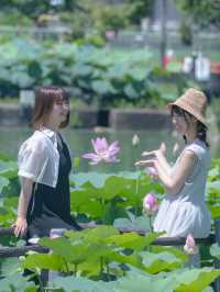 無料【穴場スポット】蓮の絶景無料スポット˚˖𓍢ִ︎✿❁﻿✧˚平池緑地公園