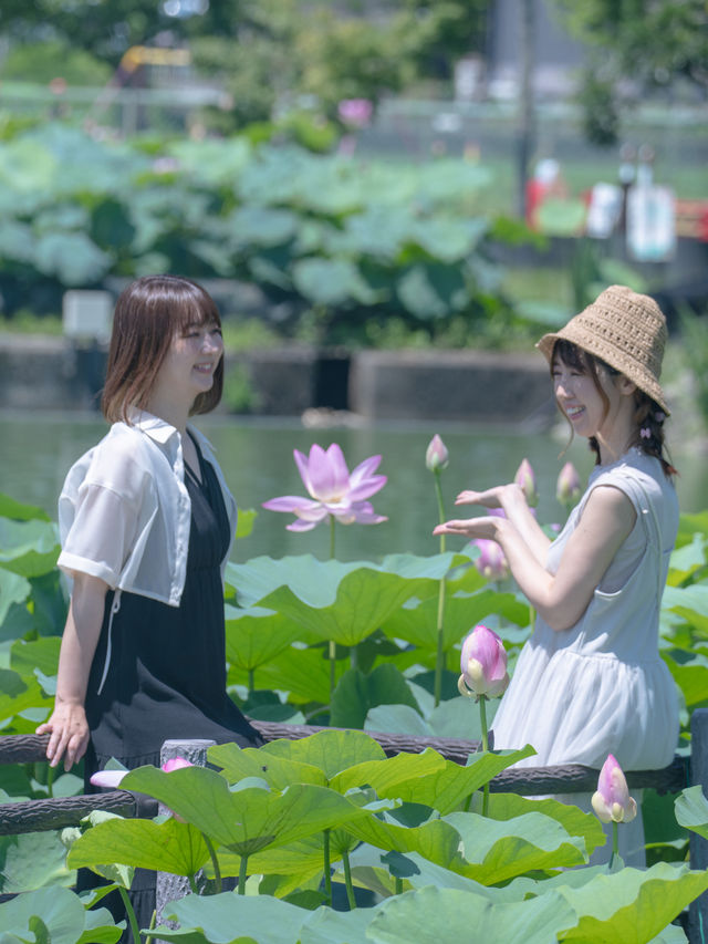 無料【穴場スポット】蓮の絶景無料スポット˚˖𓍢ִ︎✿❁﻿✧˚平池緑地公園